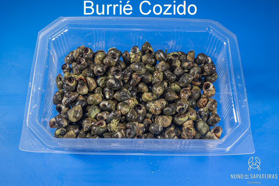 Burrié Cozido